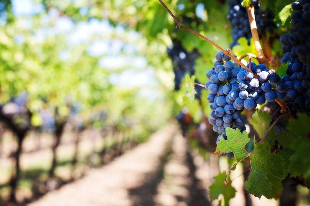 grape bunch hanging in vineyard