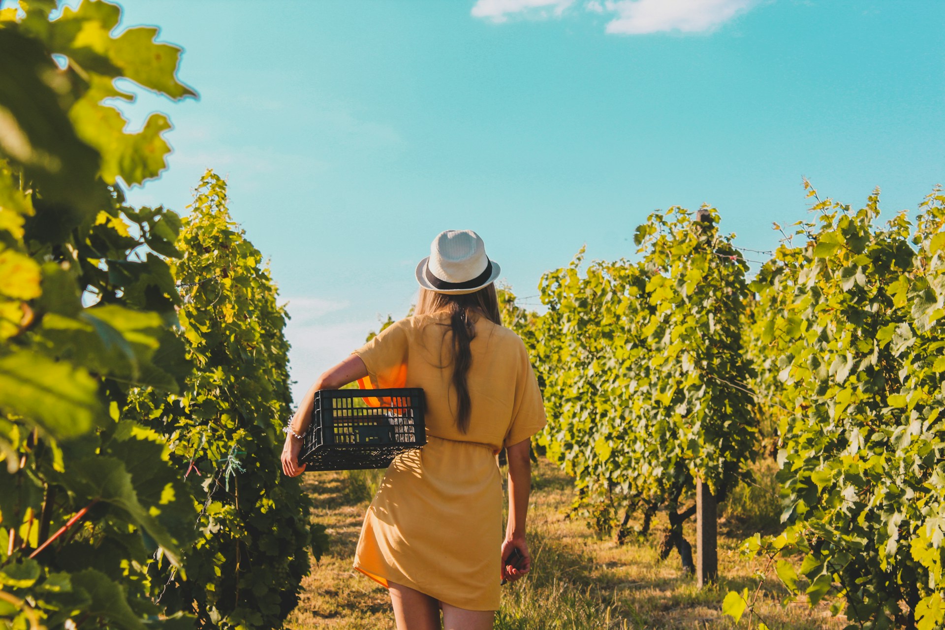 woman walking in vineyard in yellow dress